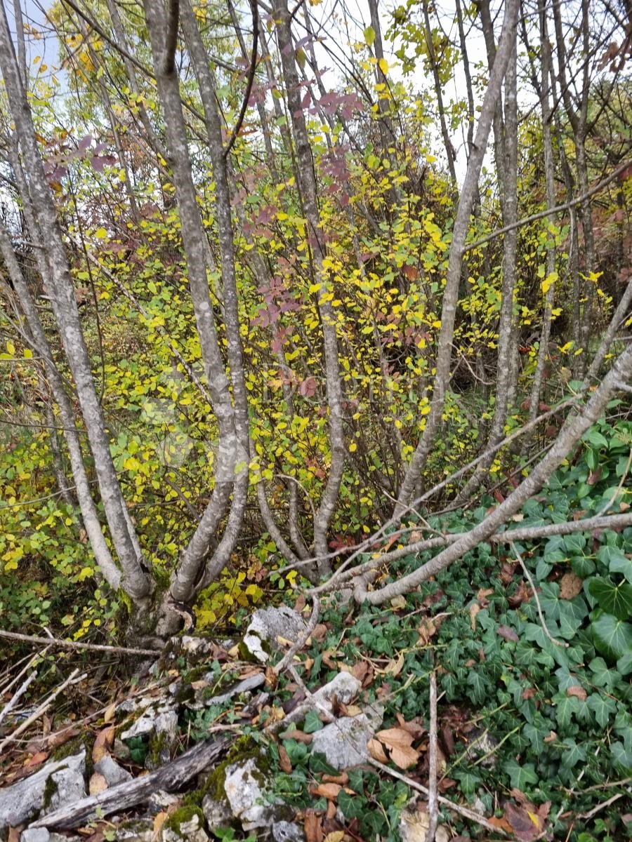 Terreno Viškovo, 11.000m2