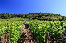 Terreno agricolo Žuntići, Kanfanar, 7.267m2
