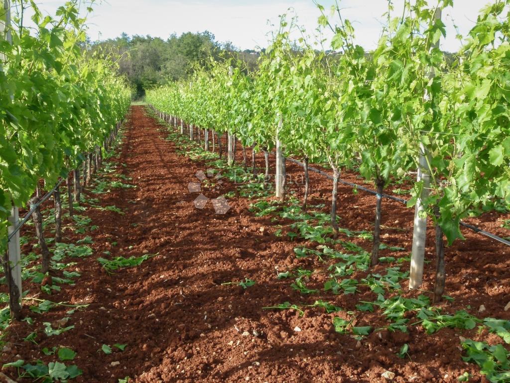 Terreno agricolo Žuntići, Kanfanar, 7.267m2