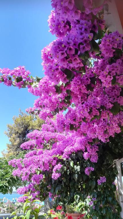 Casa Srima, Vodice, 350m2