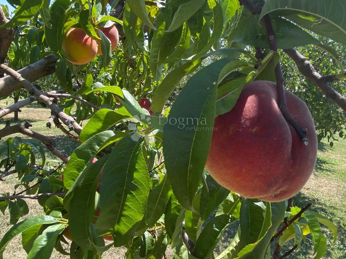 Casa Podvinje, Slavonski Brod, 4.646m2