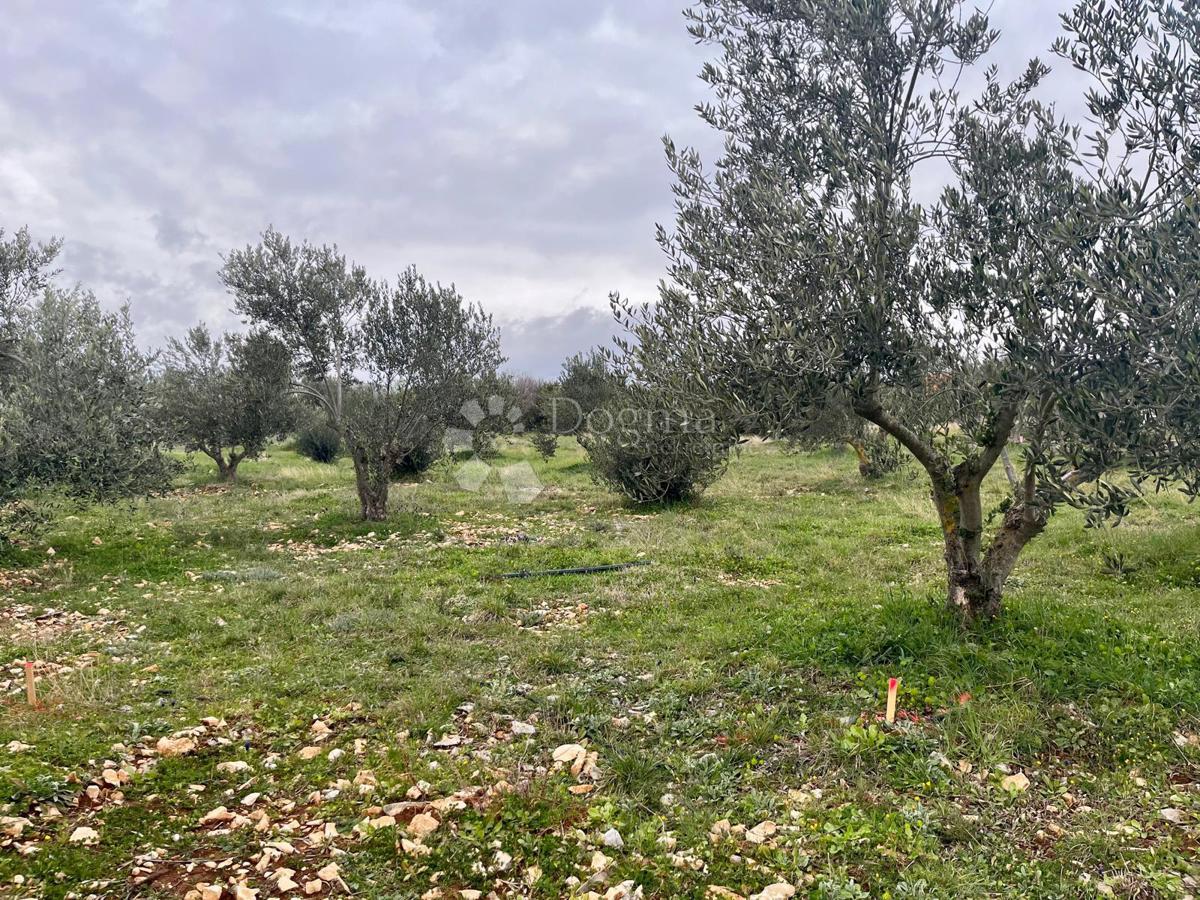 Terreno edificabile Raštević, Benkovac, Da, 9.490m2