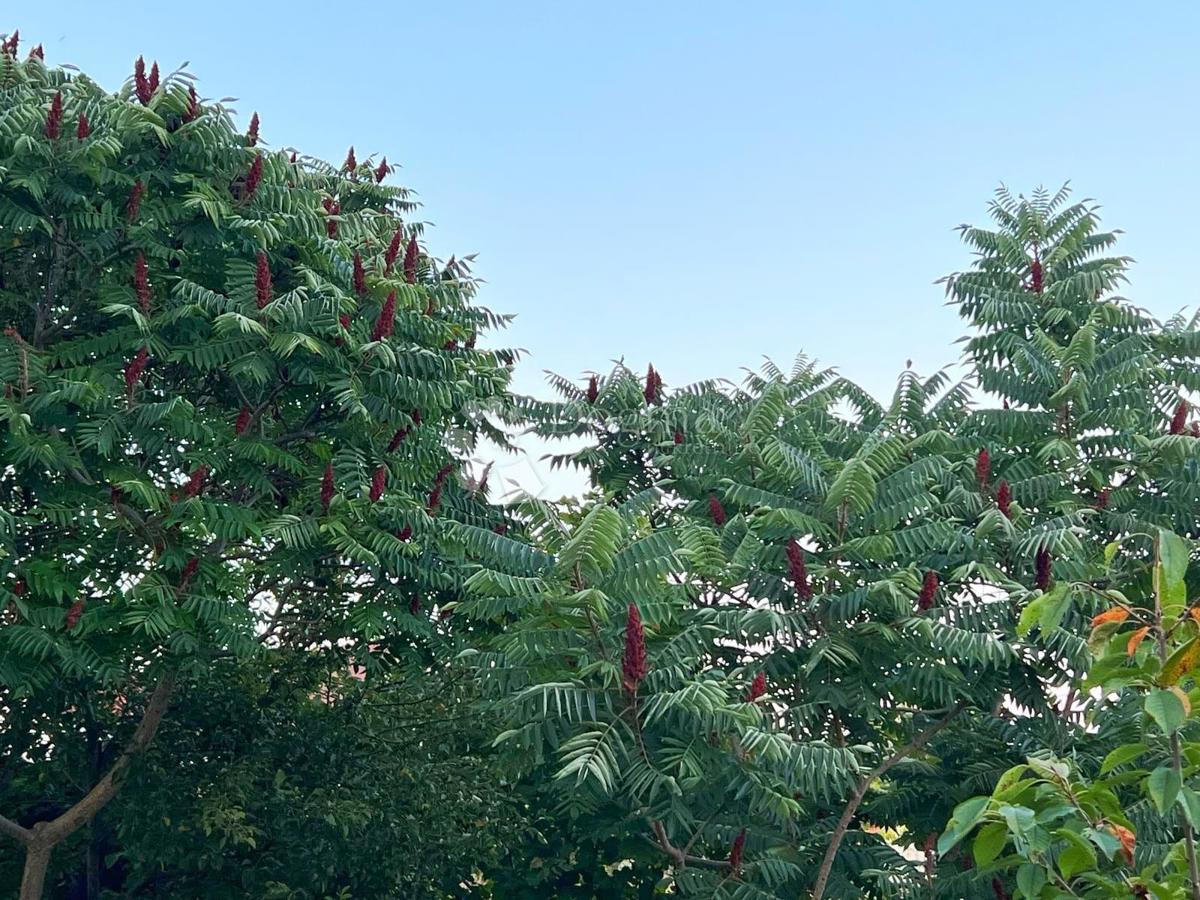 Casa Goričica, Sveti Ivan Zelina, 470m2