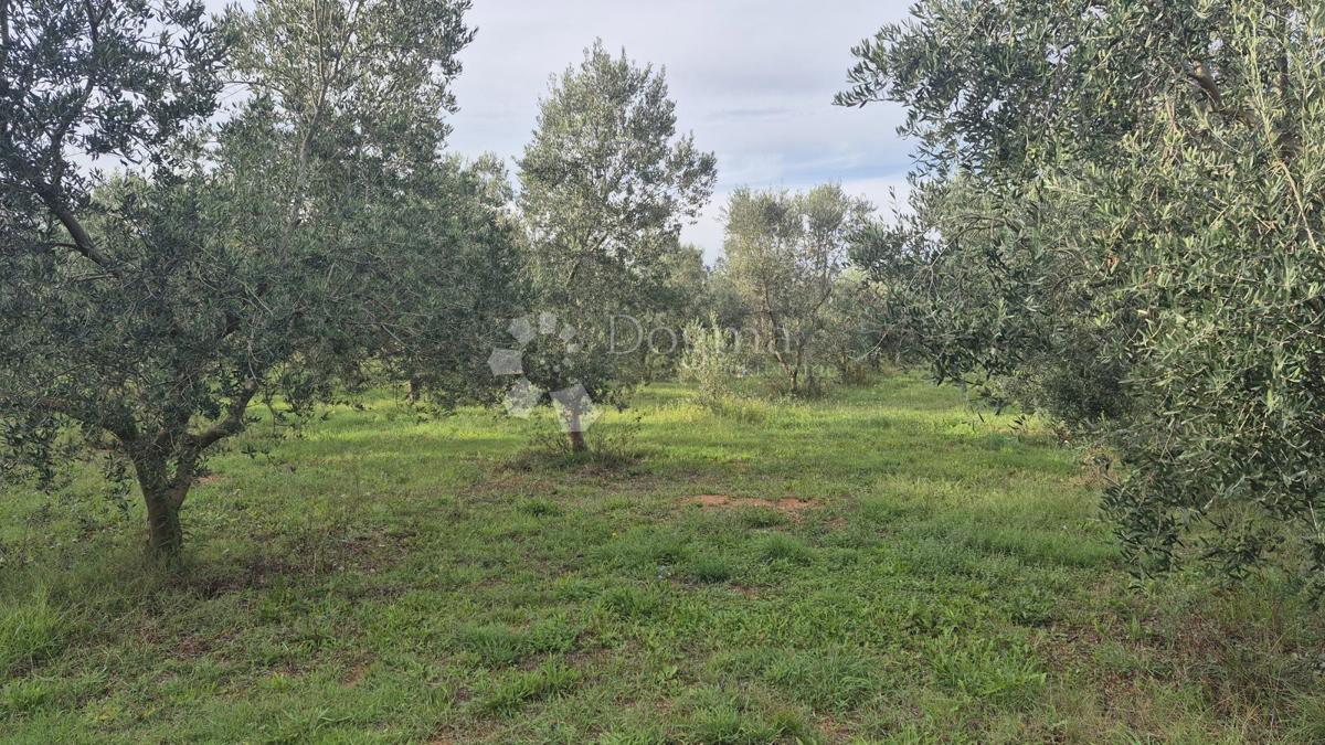 Uliveto con 205 ulivi in vendita a Šišan