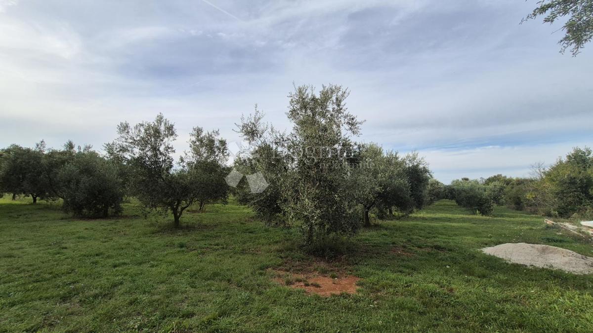 Uliveto con 205 ulivi in vendita a Šišan