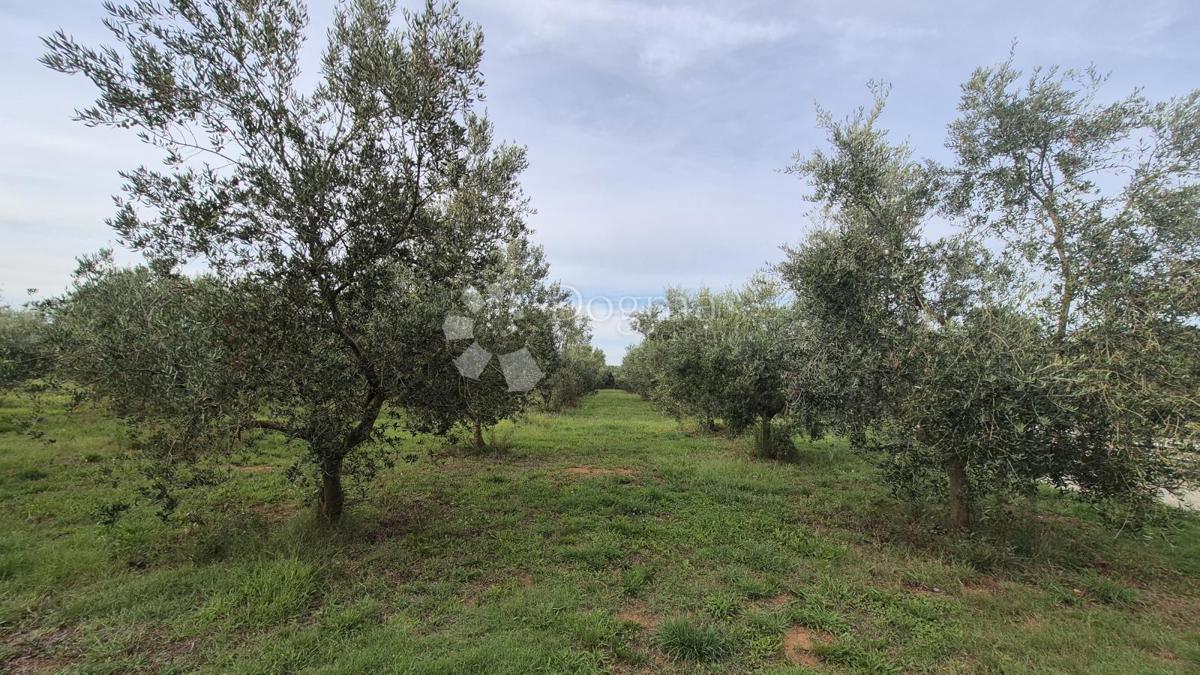 Uliveto con 205 ulivi in vendita a Šišan