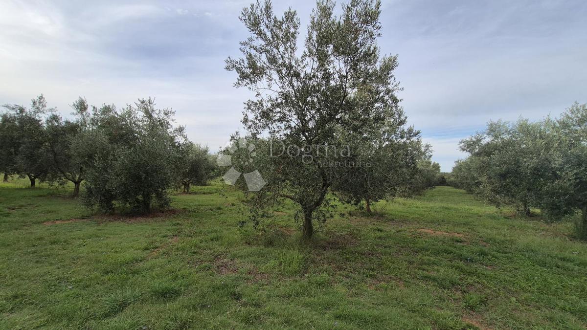 Uliveto con 205 ulivi in vendita a Šišan