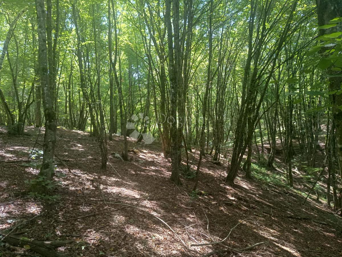 Terreno agricolo Podrebar, Bosiljevo, 109.428m2