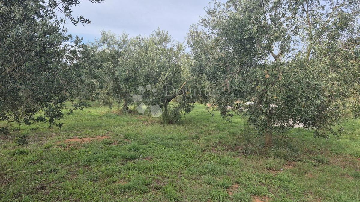 Uliveto con 205 ulivi in vendita a Šišan