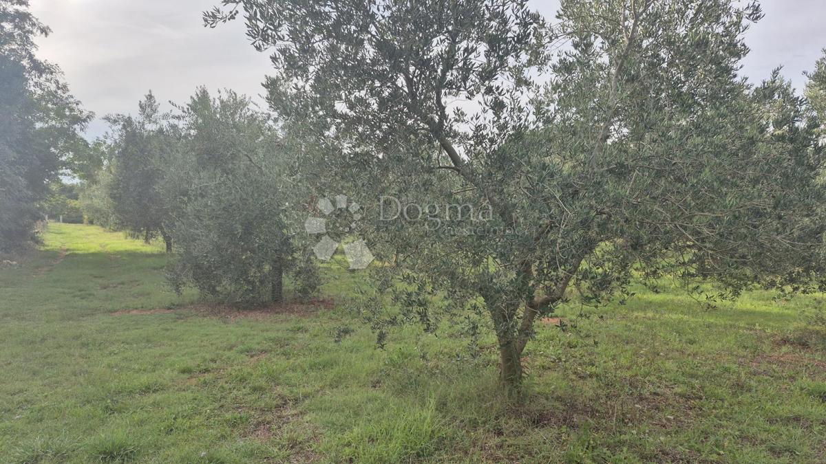 Uliveto con 205 ulivi in vendita a Šišan