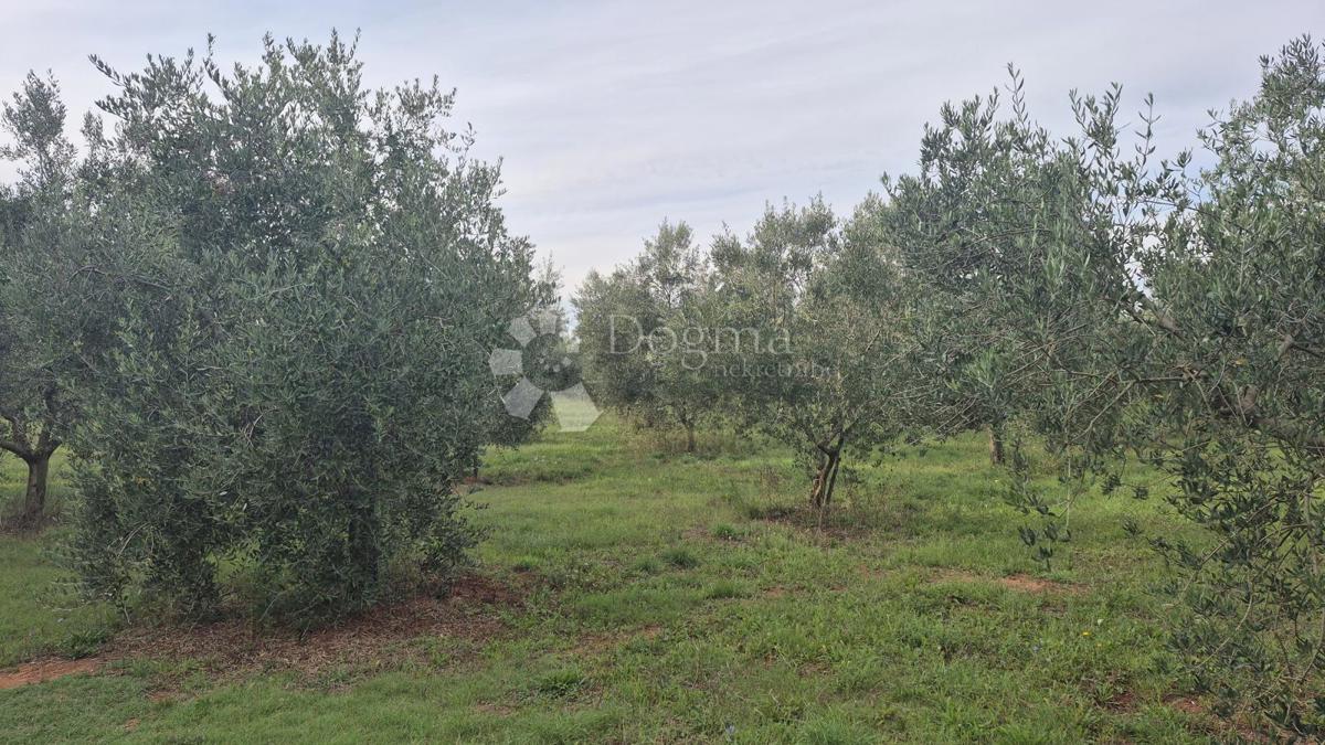 Uliveto con 205 ulivi in vendita a Šišan