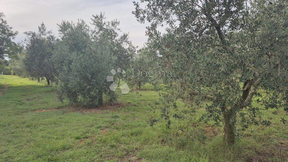 Uliveto con 205 ulivi in vendita a Šišan
