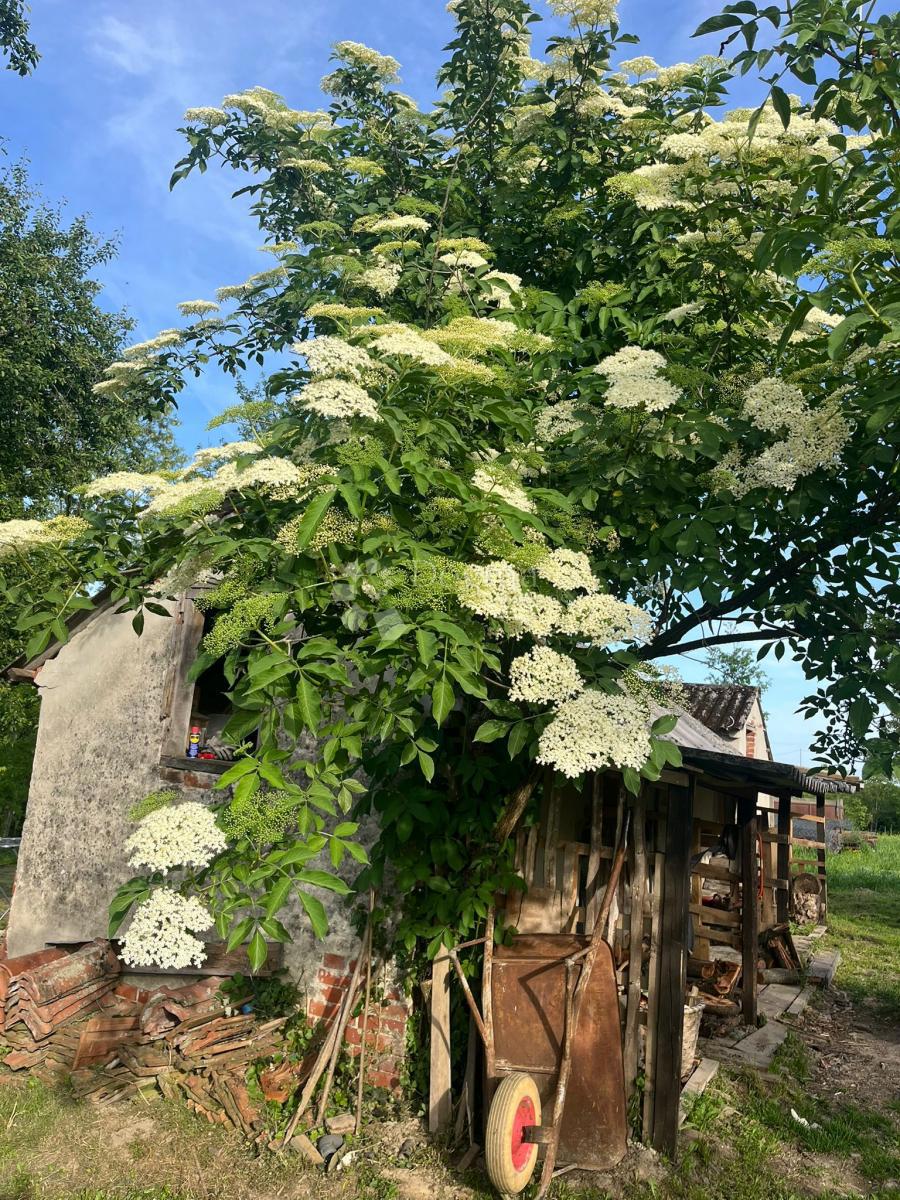 Casa Londžica, Našice, 208m2