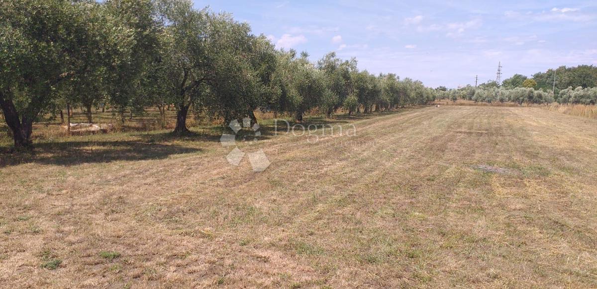 Terreno agricolo Finida, Umag, 4.485m2