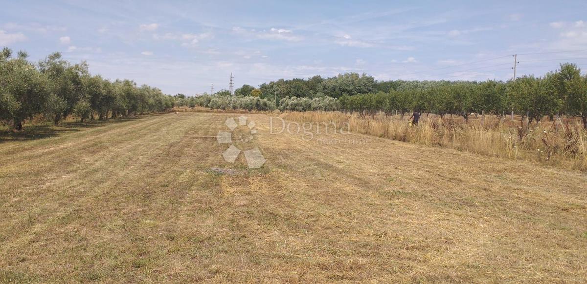 Terreno agricolo Finida, Umag, 4.485m2