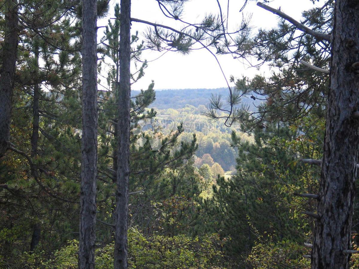 Terreno Edificabile (2000 m²) con Ampia Foresta (36.789 m²)