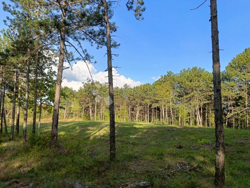 Terreno Edificabile (2000 m²) con Ampia Foresta (36.789 m²)