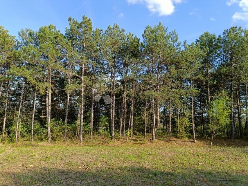 Terreno Edificabile (2000 m²) con Ampia Foresta (36.789 m²)