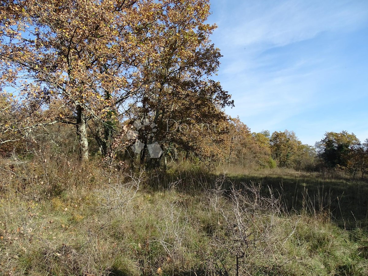 Terreno Završje, Grožnjan, 1.186m2