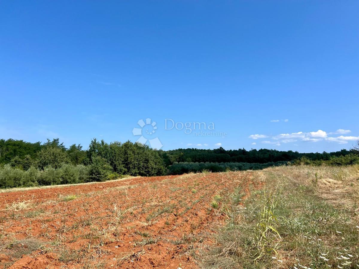 Terreno Staniši, Vižinada, 14.000m2