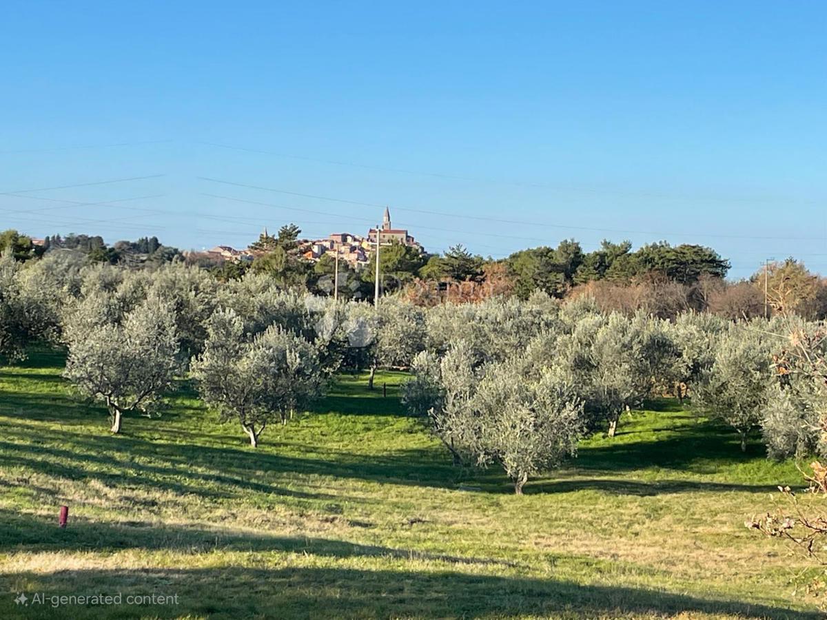 TERRENO IMMERSO AGLI ULIVETI, DINTORNI DI BUIE