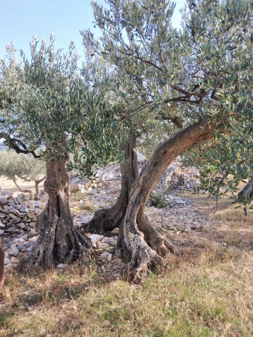 Terreno agricolo Postira, 8.273m2