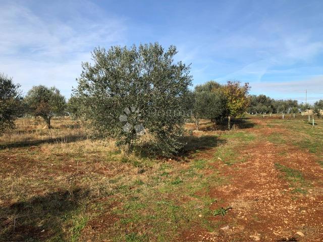 Terreno edificabile Umag, 9.375m2