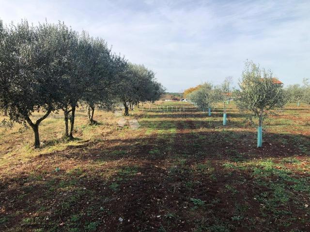 Terreno edificabile Umag, 9.375m2