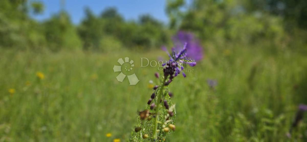 Terreno agricolo Kranjčići, Svetvinčenat, 26.232m2