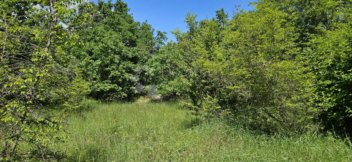 Terreno agricolo Kranjčići, Svetvinčenat, 26.232m2