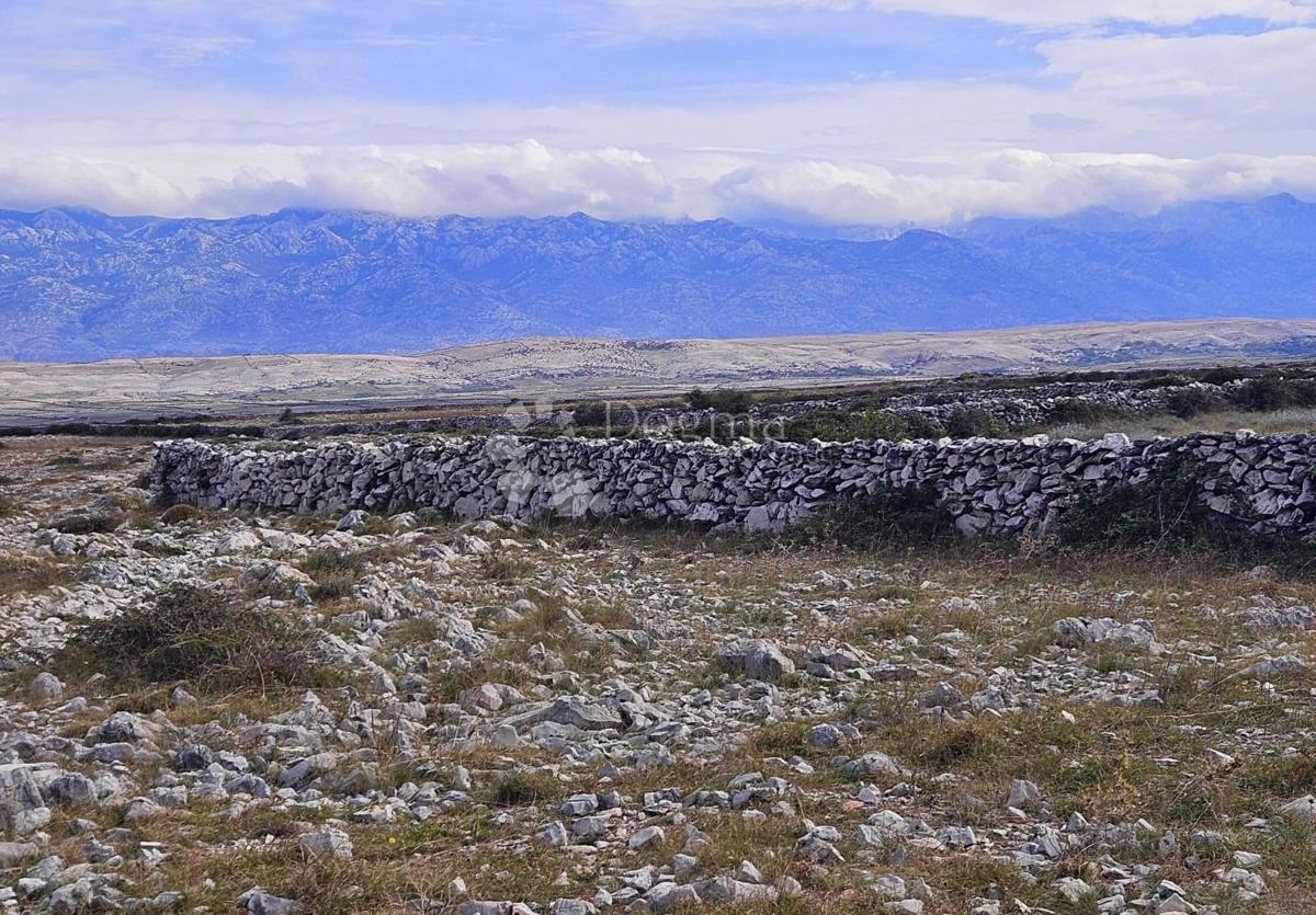 Terreno agricolo Povljana, 7.826m2