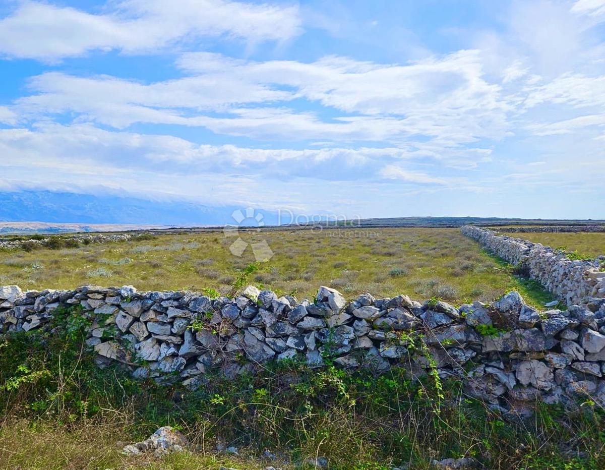Terreno agricolo Povljana, 7.826m2