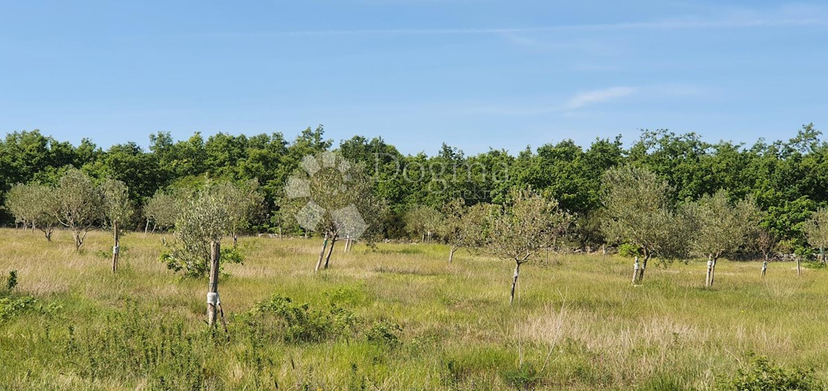 Terreno Vodnjan, 9.909m2