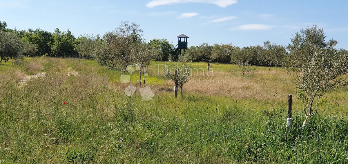 Terreno Vodnjan, 9.909m2