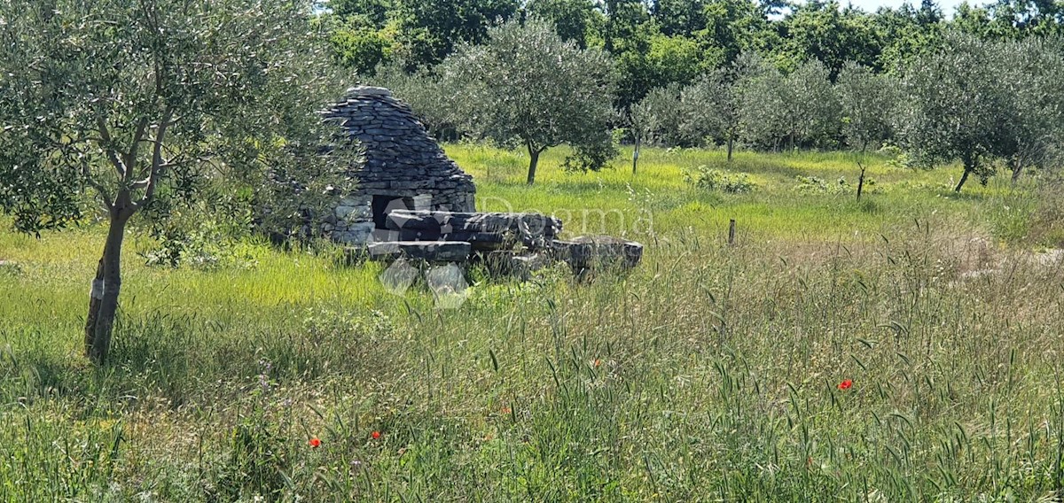 Terreno Vodnjan, 9.909m2