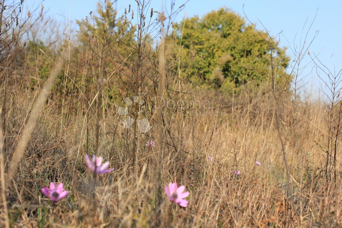 Terreno Gajana, Vodnjan, 11.473m2