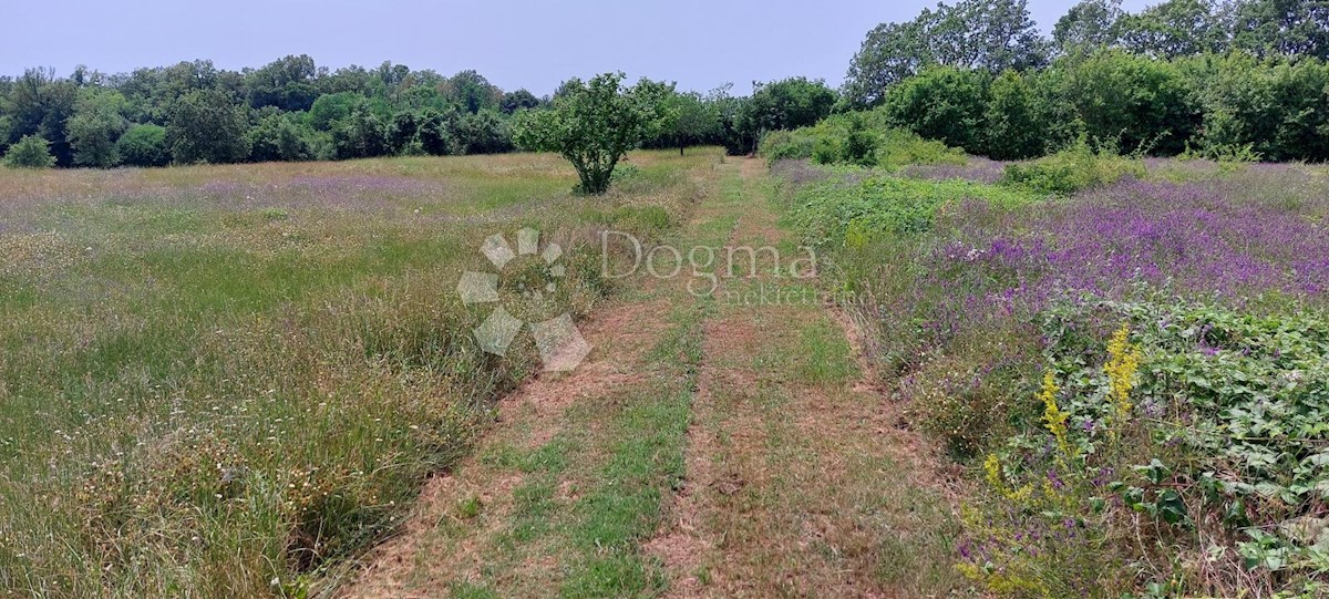 Terreno Šušnjići, Poreč, 20.024m2