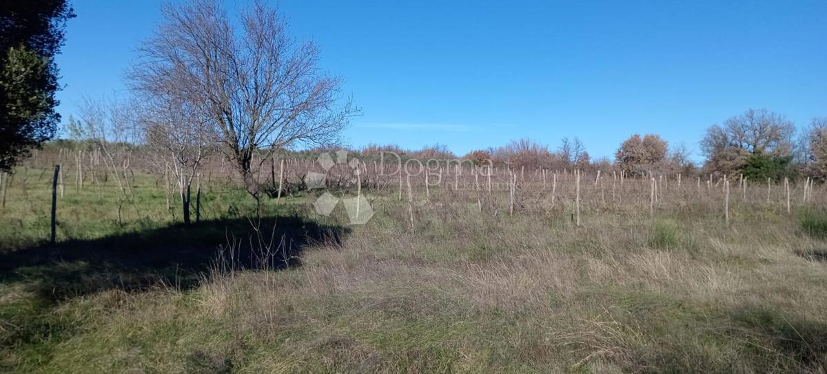 AMPIO TERRENO AGRICOLO (ex vigneto) PROSSIMO ALLA STRADA PRINCIPALE