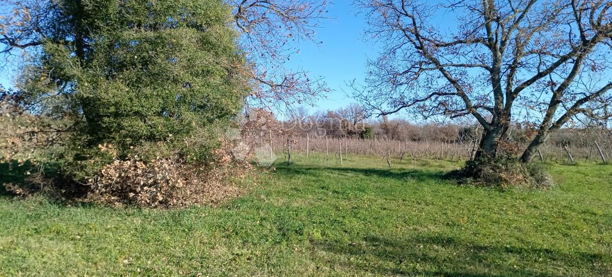 AMPIO TERRENO AGRICOLO (ex vigneto) PROSSIMO ALLA STRADA PRINCIPALE