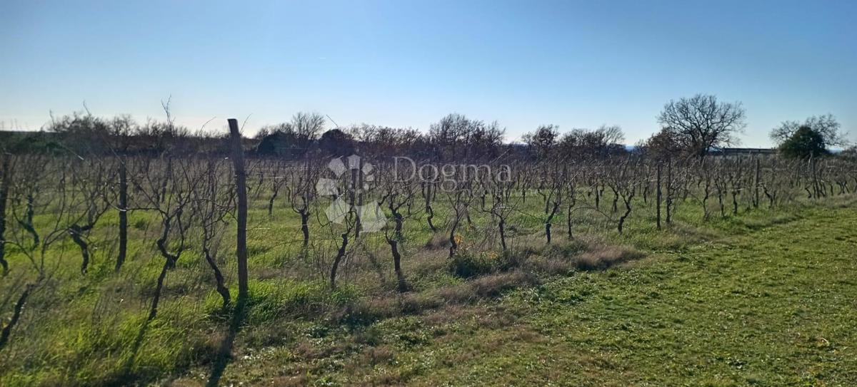 AMPIO TERRENO AGRICOLO (ex vigneto) PROSSIMO ALLA STRADA PRINCIPALE