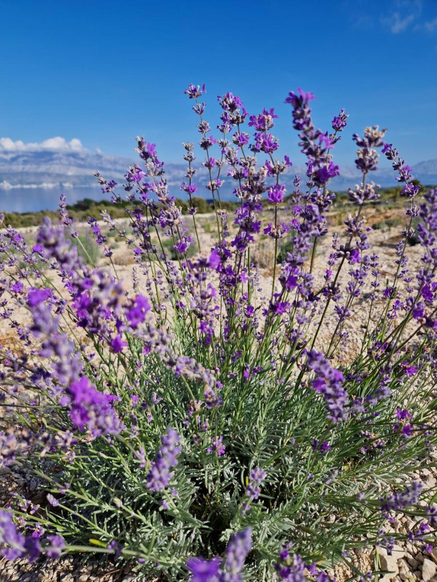 Terreno agricolo Donji Humac, Nerežišća, 10.600m2