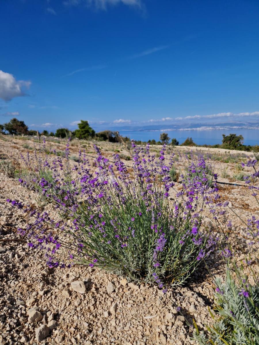 Terreno agricolo Donji Humac, Nerežišća, 10.600m2