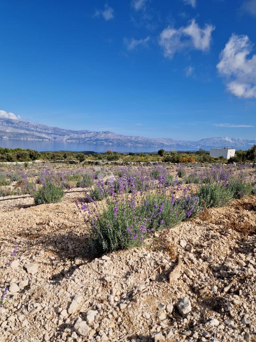 Terreno agricolo Donji Humac, Nerežišća, 10.600m2
