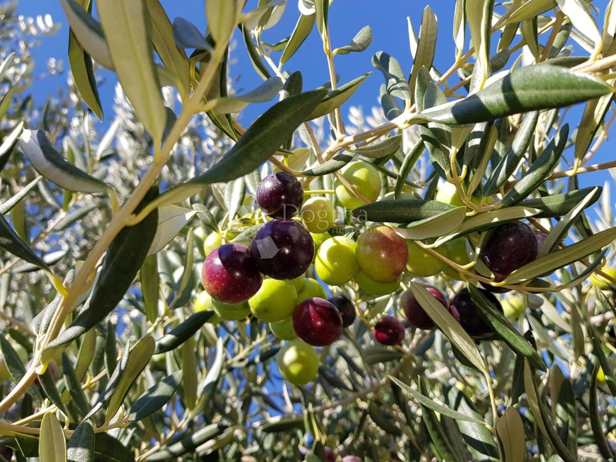 Terreno agricolo Slatine, Split - Okolica, 1.544m2