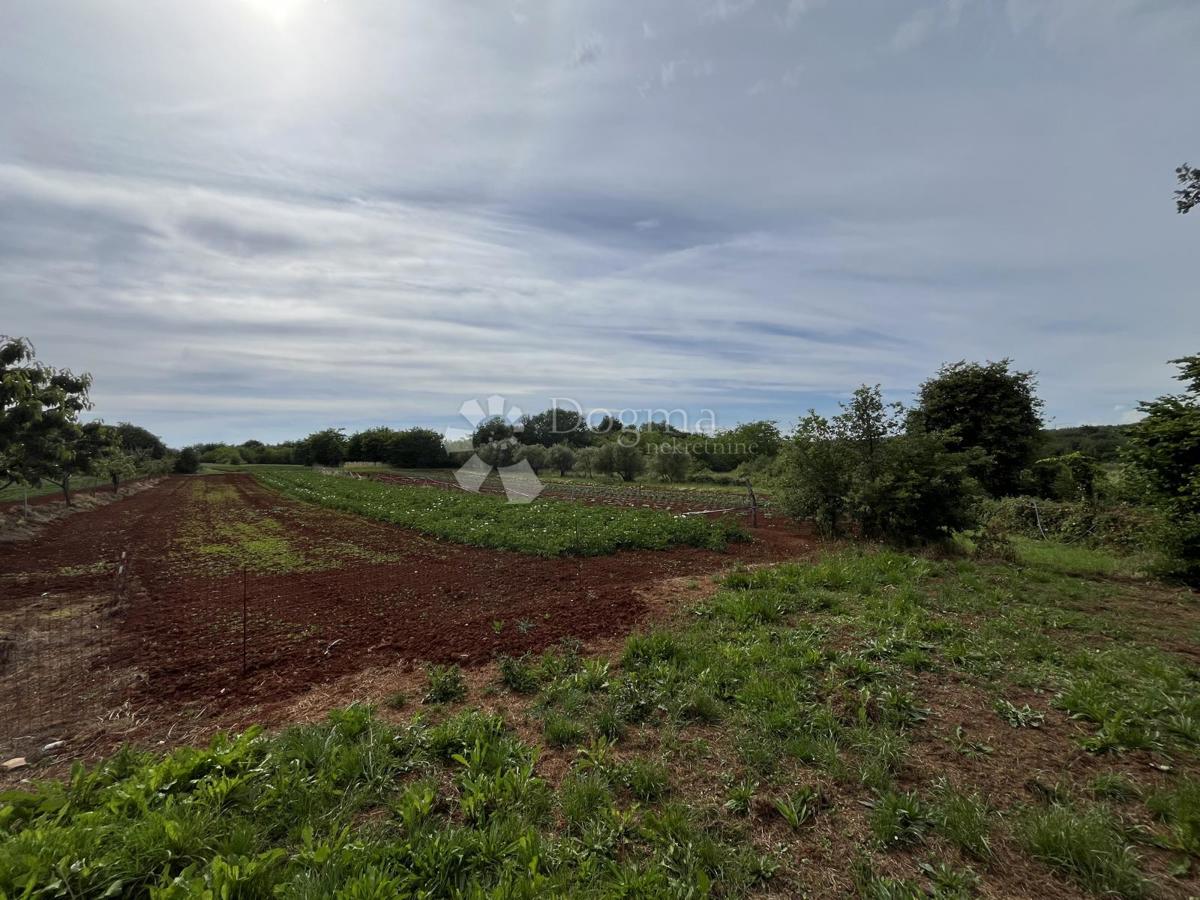 DINTORNI DI UMAGO, TERRENO EDIFICABILE-AGRICOLO