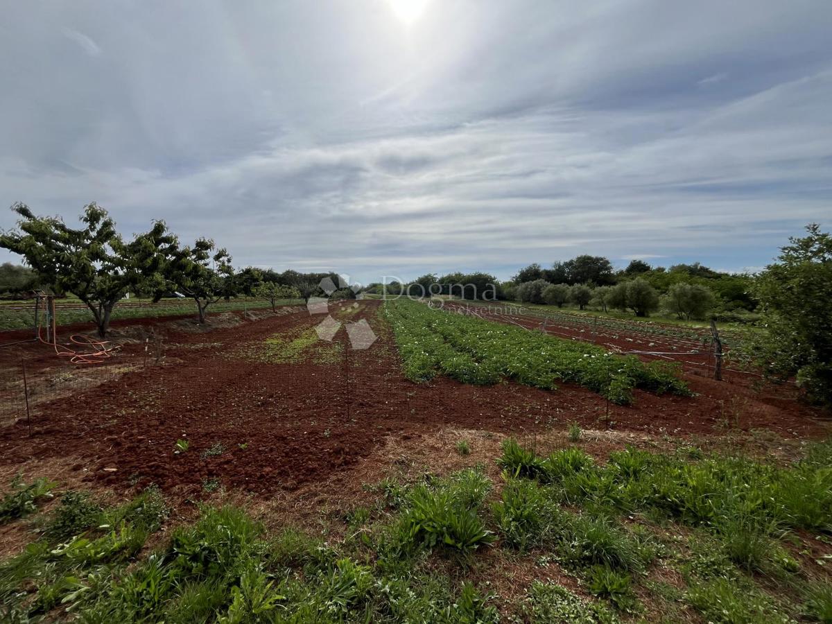 DINTORNI DI UMAGO, TERRENO EDIFICABILE-AGRICOLO