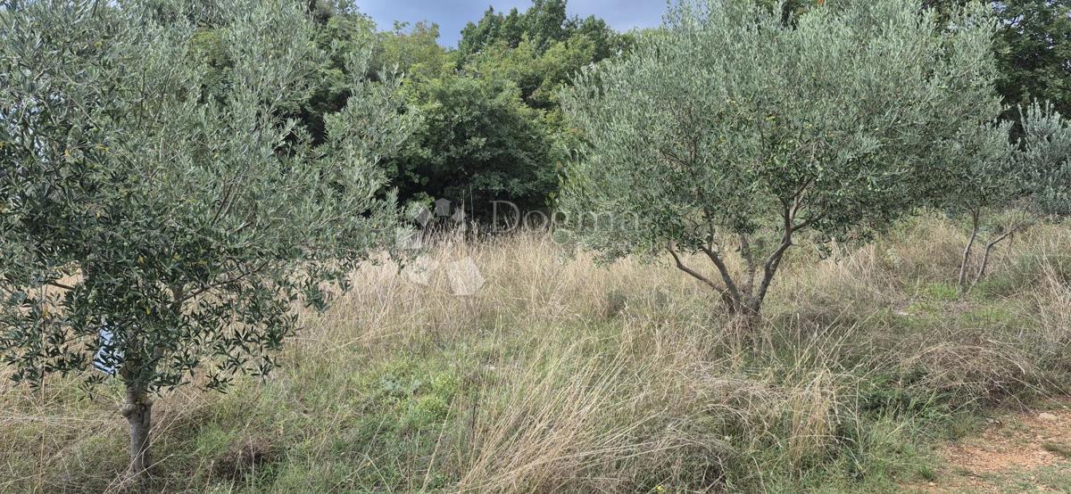 Terreno agricolo Šegotići, Marčana, 1.288m2