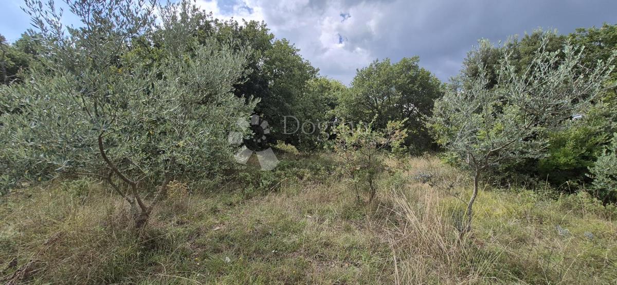 Terreno agricolo Šegotići, Marčana, 1.288m2