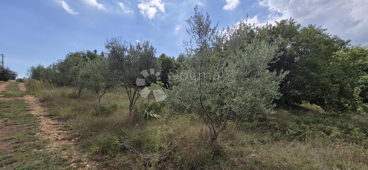 Terreno agricolo Šegotići, Marčana, 1.288m2
