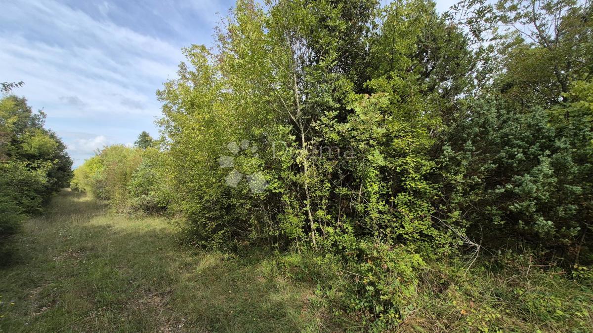 Terreno agricolo 11.980 m2, a 600 m dal mare